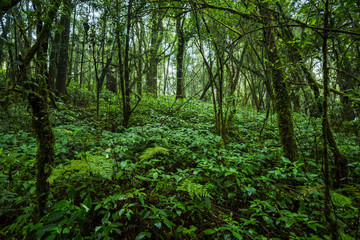 Tropical rain forest