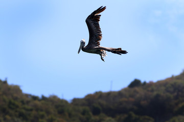British Virgin Islands Pelicans Tortola