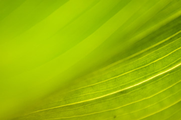 Foglia dettaglio natura sfumature di colori astratti