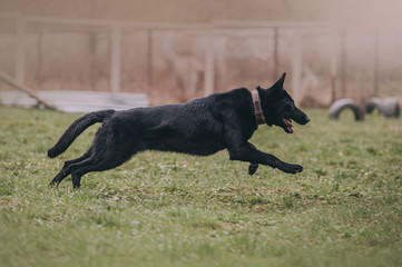 black east European shepherd dog