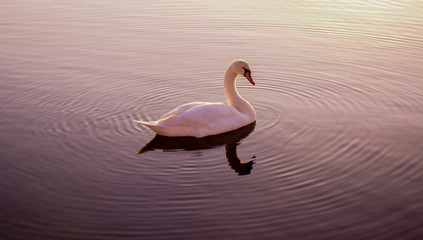 swan