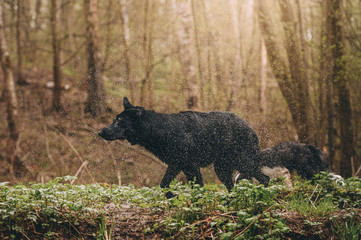 Naklejka premium black east European shepherd dog