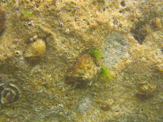 Mediterranean Sea wildlife from the lagune habitat
