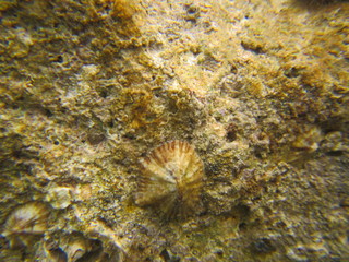 Mediterranean Sea wildlife from the lagune habitat
