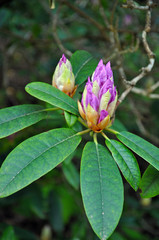 Obraz premium Purple rhodo buds