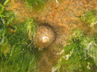 Mediterranean Sea wildlife from the lagune habitat
