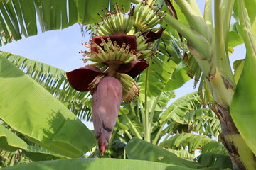 banana blossom in thailand