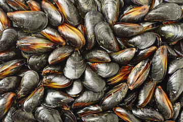 mussel background