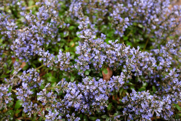 Ajuga reptans (Mini Mahagony), outdoor plants 2020