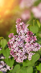 Obraz premium lilac flower and green leaf. natural eco view. Branches sunlight.