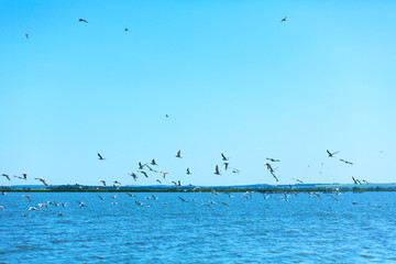A flock of seagulls hunt fish in the river