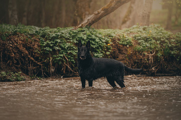 Naklejka premium black east European shepherd dog