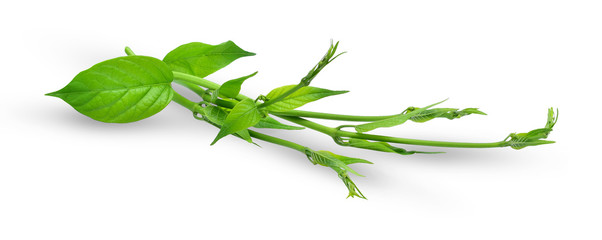 Gymnema inodorum leaf or Gurmar leaf  isolated on white background, tropical herb, Drug treatment for diabetes.