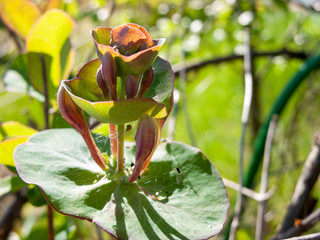 A branch of honeysuckle with unopened flower buds. On a plant there are traces of the presence of...