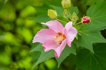 flowering tree in the garden in summer, close-up