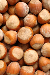 Hazelnut on white background