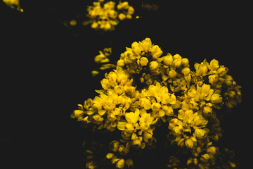 Bush with yellow flowers on a black background macro photo with raindrops