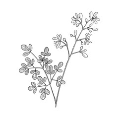 vector drawing drumstick tree