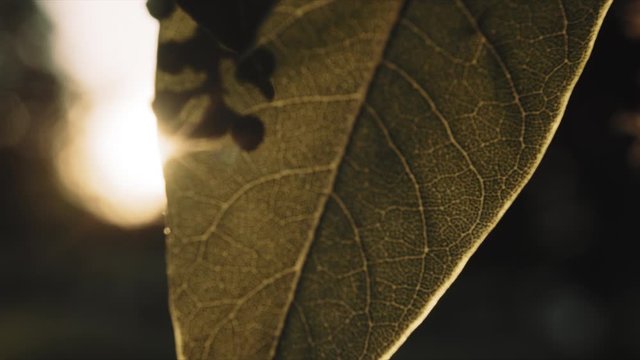 Puesta de sol en Barcelona, vista del sol a contra luz detr&aacute;s dude unas hojas de un &aacute;rbol, hora dorada