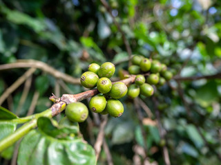 Coffee beans  From trees coffee