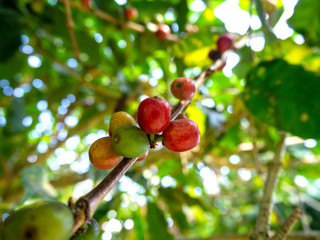 Coffee beans  From trees coffee