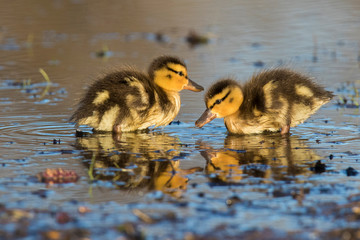 Mallard family in early spring
