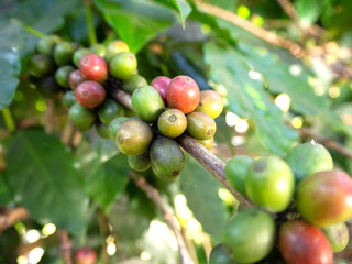 Coffee beans  From trees coffee