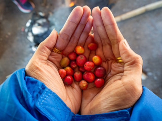 Coffee beans  From trees coffee