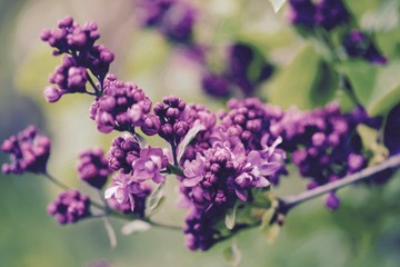 lilac flowers in the garden