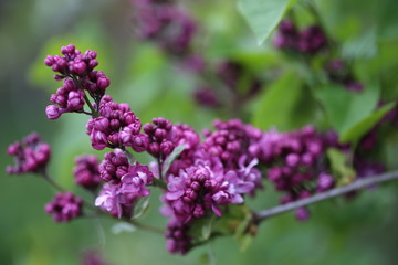 blooming lilac flowers
