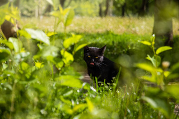 Black cat in the backyard among spring blooming greenery
