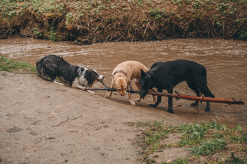 best friends: shepherd pit bull terrier and border collie