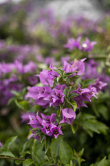 .purple flowers in green on a blurred background