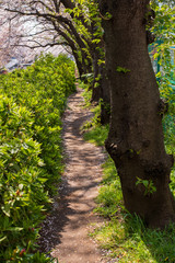 遊歩道と桜並木