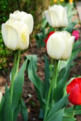 white and red tulips in the spring