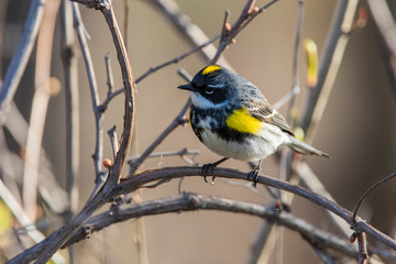 yellow-rumped warbler (Setophaga coronata)