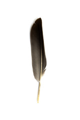 Pigeon feather isolated on a white background.