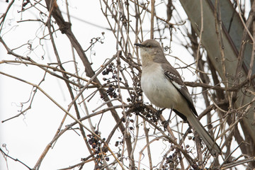 The northern mockingbird (Mimus polyglottos)