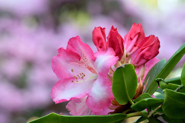 Naklejka premium Rhododendron Pink Highlights 04