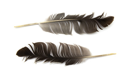 Pigeon feather isolated on a white background.