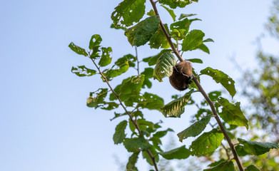 Bat sleeps on a branch at lunch