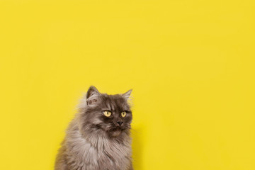 fluffy gray cat on a yellow background