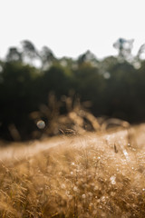 wheat in raindrops on a field in the sunlight