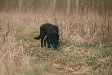 black east European shepherd dog