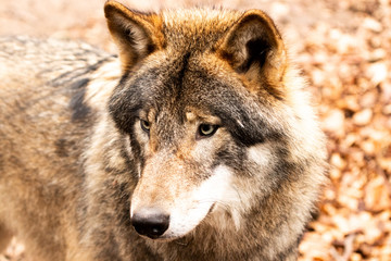 Fototapeta premium Wolf in Kunsterspring bei Neuruppin in Brandenburg 