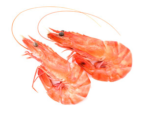 shrimps on a white background