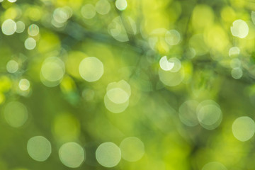 Fresh green spring abstract background