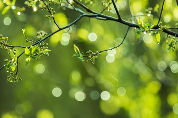 Fresh green spring abstract background