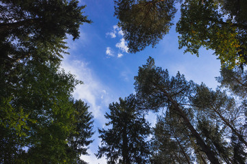 View of the sky in the forest through the crown of trees, Bialowieza Forest, Poland