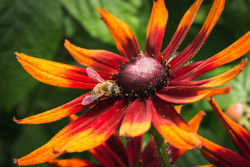 A bee collecting nectar on a beautifully bloomed rudbeckia flower in a home garden